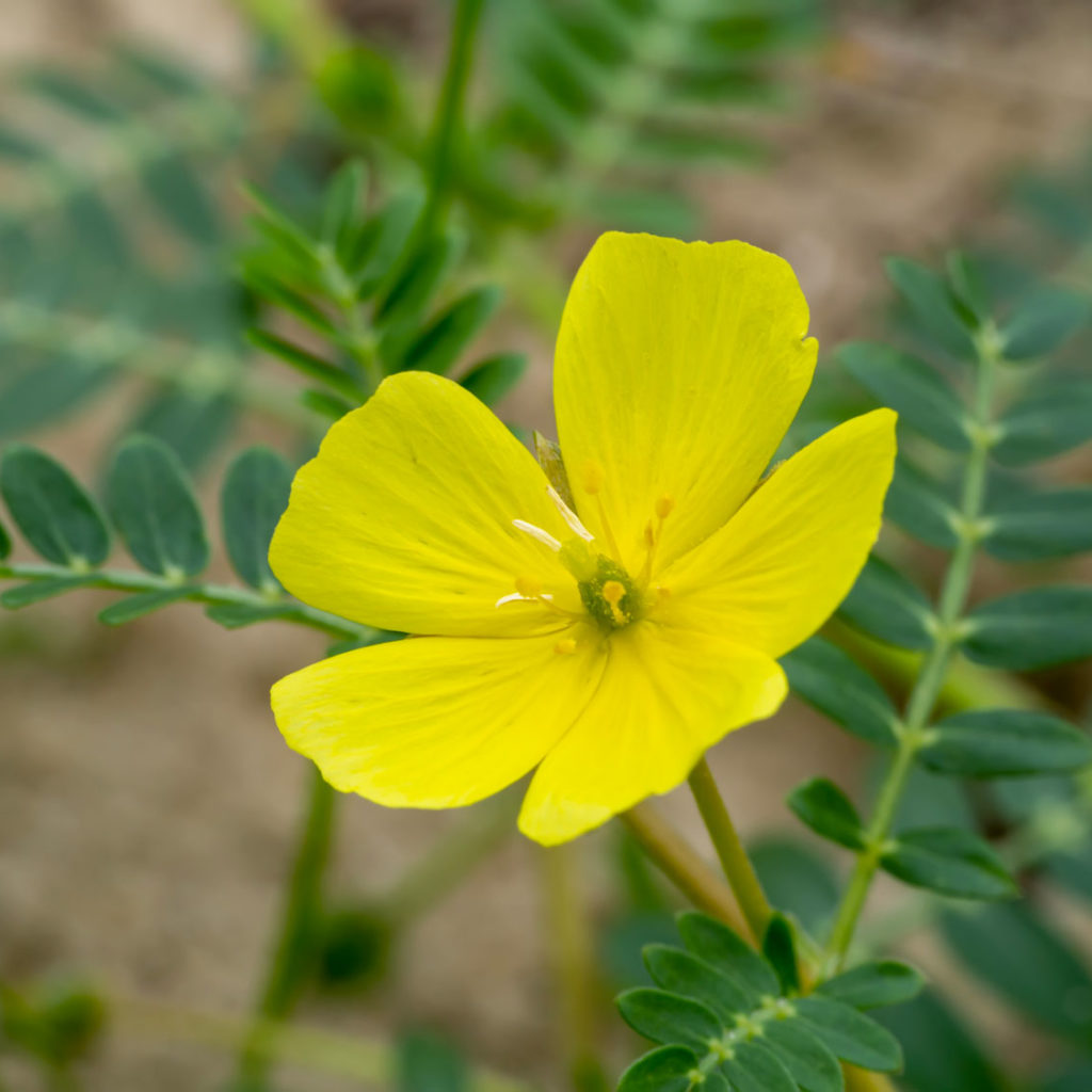 Kotvičník zemní – původní fotografie z herbáře