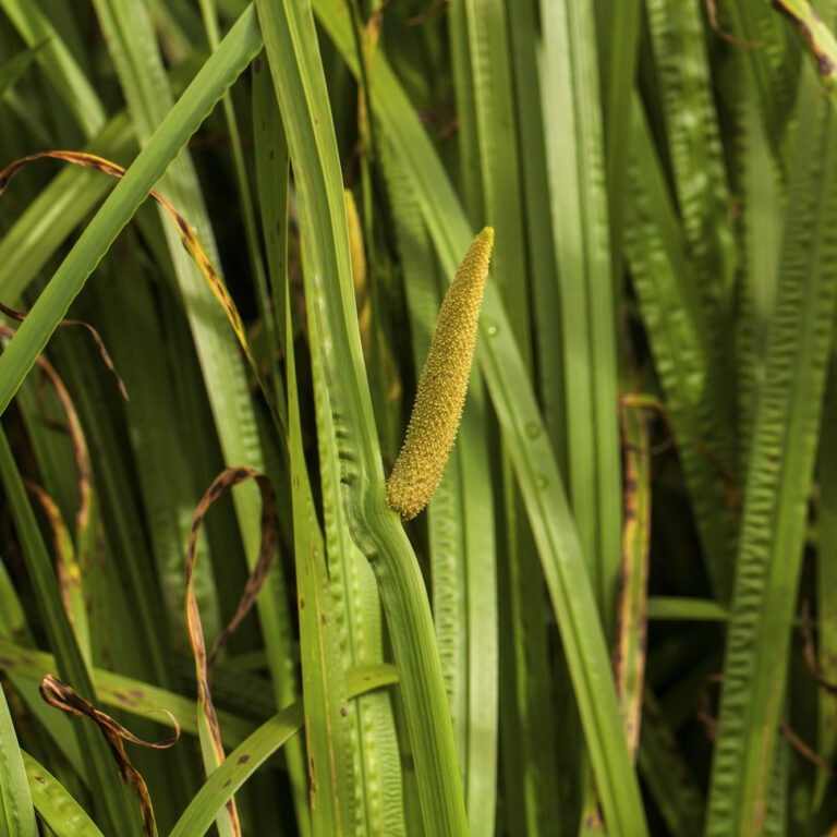 Puškvorec obecný – původní fotografie z herbáře