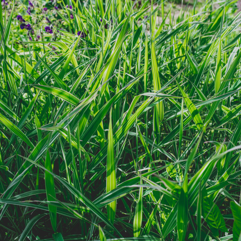 Pýr plazivý – původní fotografie z herbáře