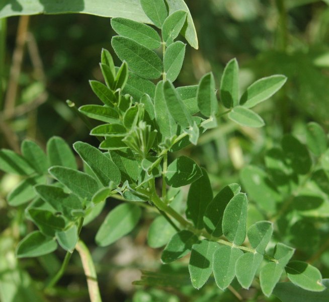 Kozinec blanitý (Astragalus membranaceus)