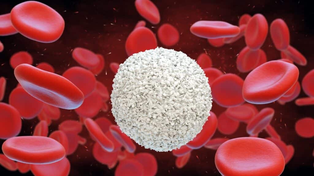 Bílé krvinky